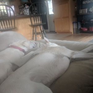 Meet your Posher, Karen